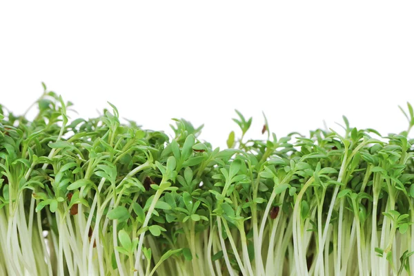 Isolated Garden Cress Sprouts — Stock Photo, Image