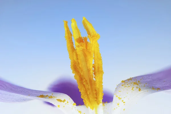 Çiçek Anter ile polen — Stok fotoğraf