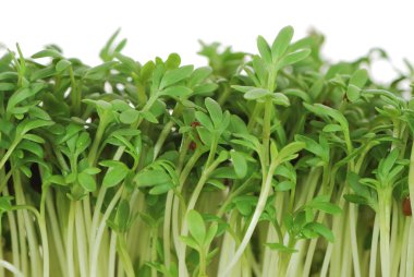 Isolated Garden Cress Sprouts clipart