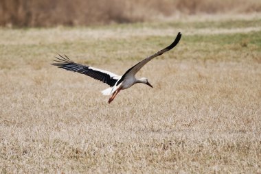 Flying Stork