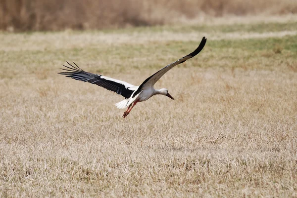 Flying Stork — Stock Photo, Image