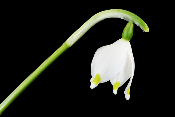 Kardelen çiçeği — Stok fotoğraf