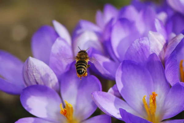 Honeybee Flying to Crocus Flowers — Stock Photo, Image