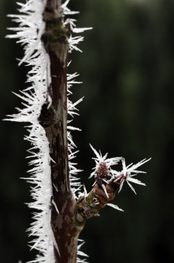 dal üzerinde süsleyin