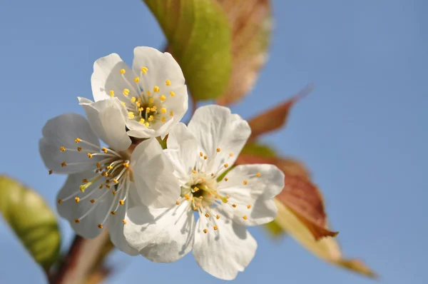 Cherry Blooms — Stock Photo, Image