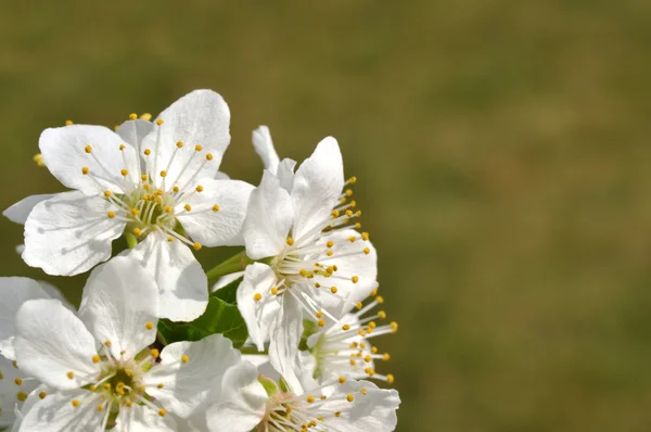 Cherry Blooms — Stock Photo, Image