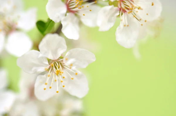 桜咲く — ストック写真