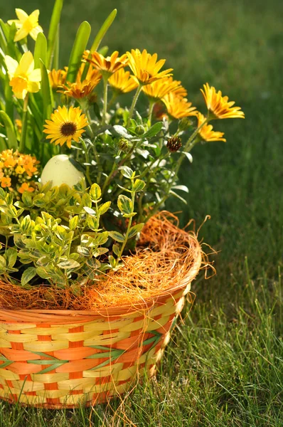 Flores em cesta de vime — Fotografia de Stock