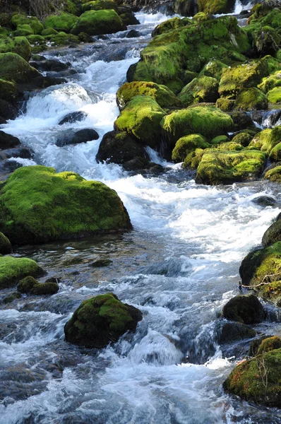 stock image The forest creek, Gljun