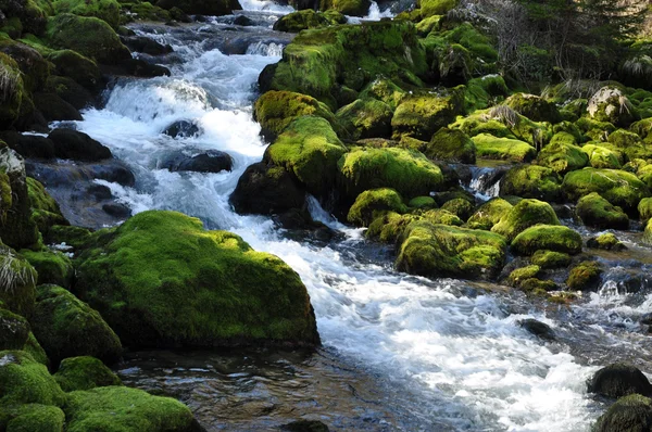 stock image The forest creek, Gljun