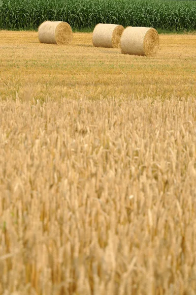 Straw bales in field — Stock Photo, Image