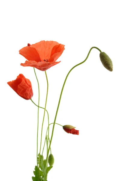 stock image Poppies