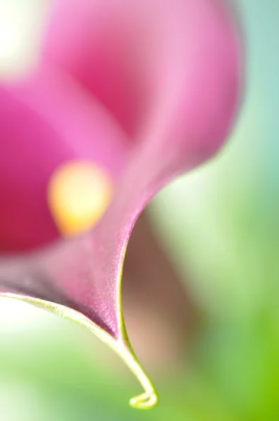 Pink calla — Stock Photo, Image