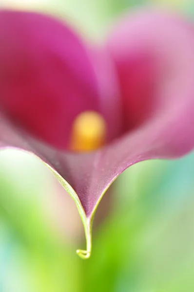 Pink calla — Stock Photo, Image