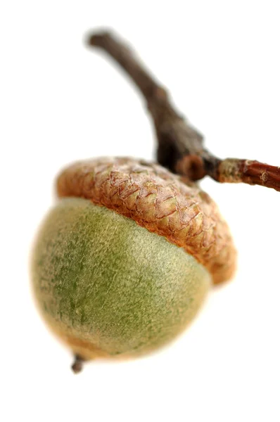 stock image Acorn Closeup