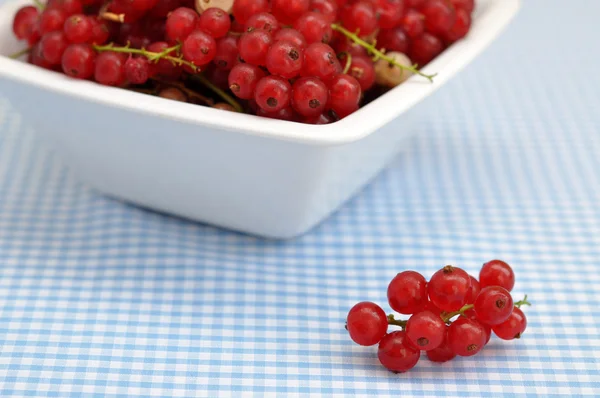 stock image Redcurrant