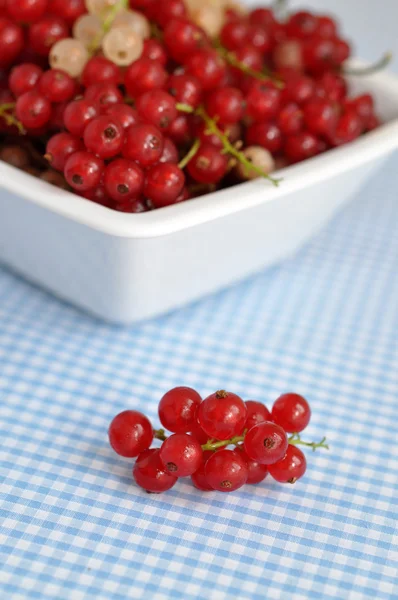 Stock image Redcurrant