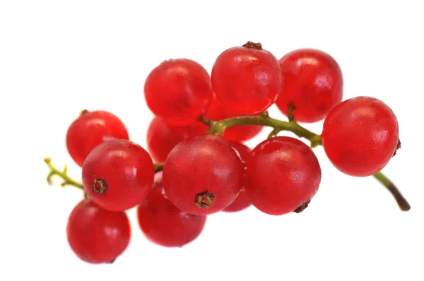 stock image Redcurrant