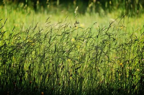 背の高い草 — ストック写真