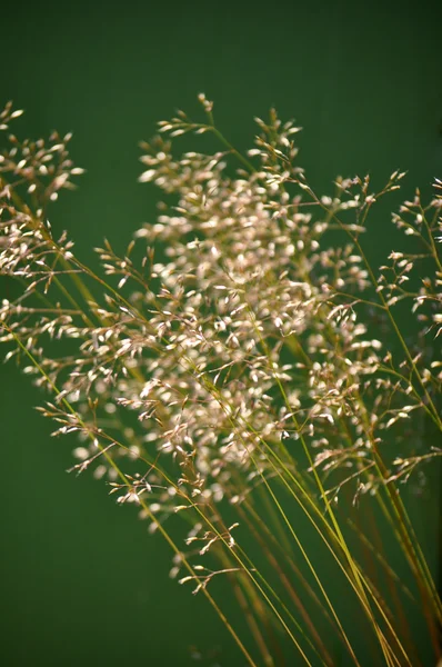 Качающаяся трава — стоковое фото