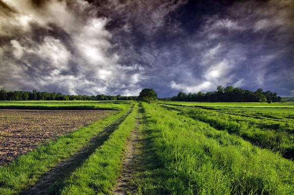 Path through Fields — Stock Photo, Image
