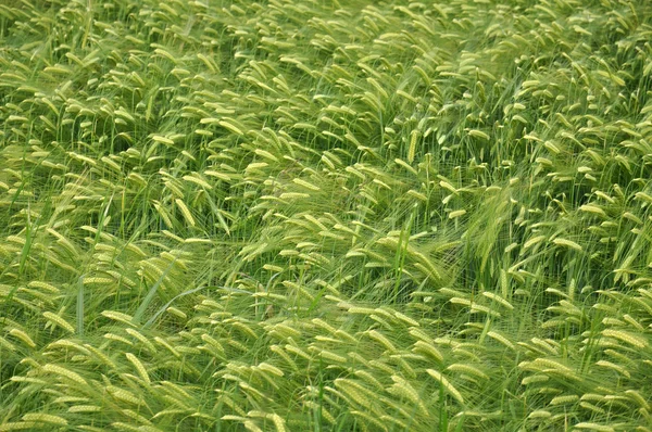 Grønn hvete – stockfoto