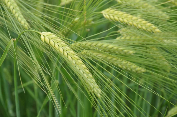 stock image Green wheat