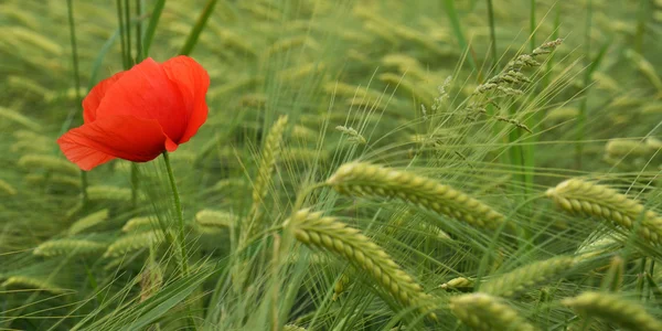 stock image Red Poppy