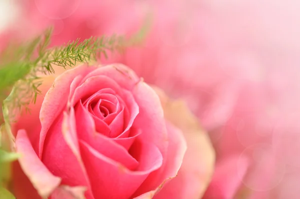 ピンクのバラ ロイヤリティフリーのストック写真