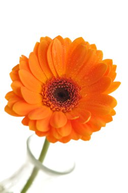 Gerbera daisy su damlaları