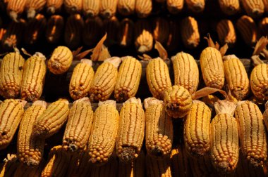 Corncobs