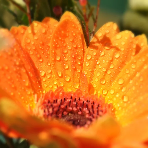 雨水落在非洲菊 — 图库照片