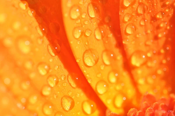 Gocce di pioggia su gerbera — Foto Stock