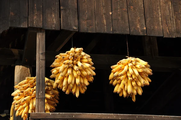 stock image Corncobs