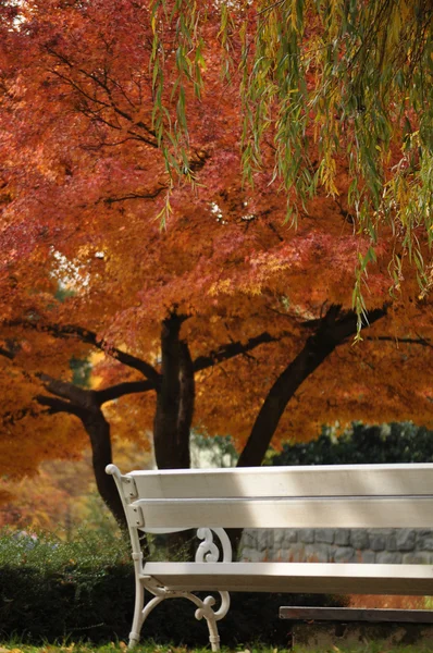 Осень в парке — стоковое фото