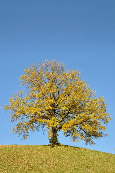 Ağaç Güz — Stok fotoğraf