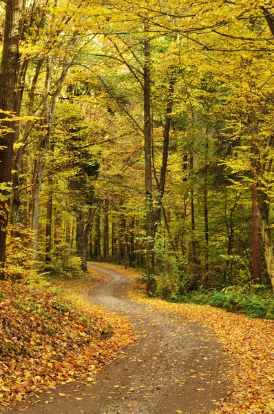 Path into autumn forest — Stock Photo, Image
