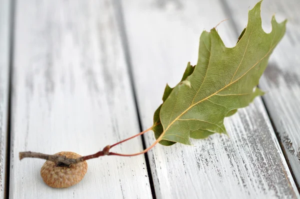 stock image Empty acorn