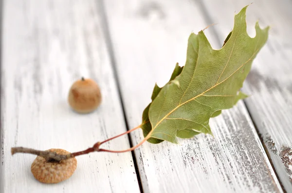 Palamut yaprak ile — Stok fotoğraf