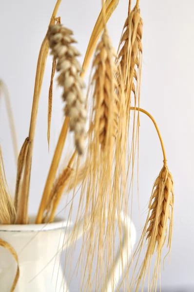 Wheat in a Jug — Stock Photo, Image