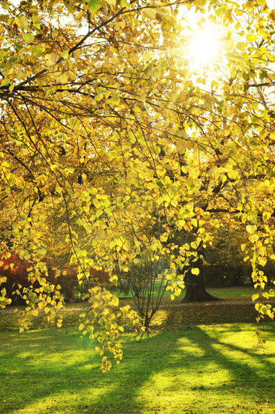 Autumn sun in the park