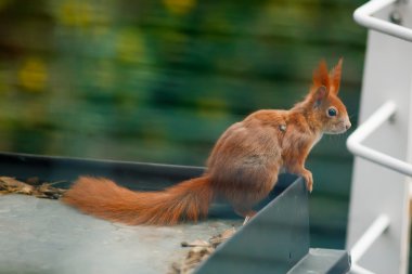 Squirrel in the city clipart