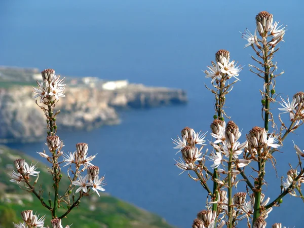 Maltské pobřeží — Stock fotografie