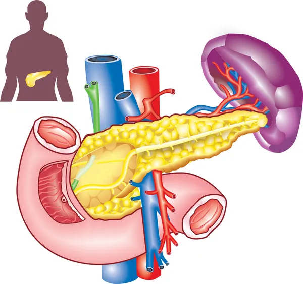 胰腺 — 图库矢量图片
