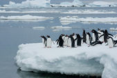 pingvinek a jégen.