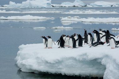 Penguins on the ice.