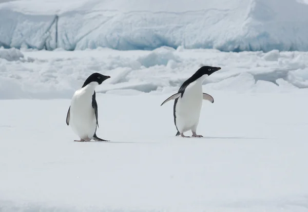 Dos pingüinos Adelie en un témpano de hielo . — Foto de Stock