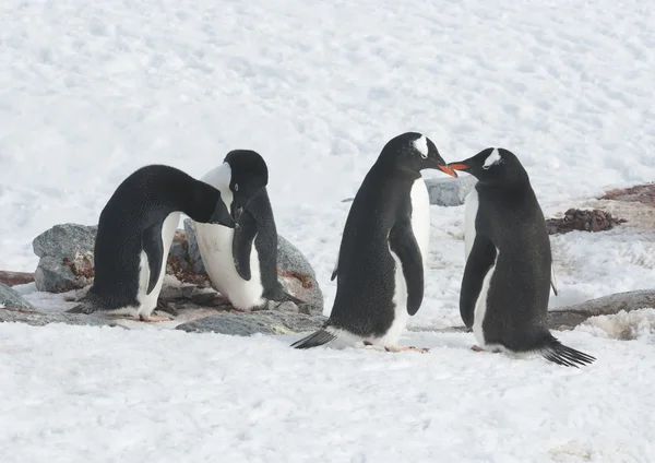 Dos pingüinos Adelie y dos pingüinos gentoo . — Foto de Stock