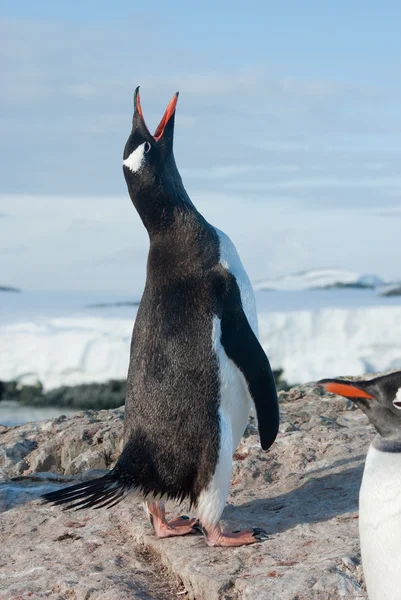 Pingüino gritando —  Fotos de Stock
