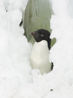 Adelie penguin looking out the window of the snow. clipart